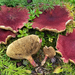 Suillus asiaticus - Photo (c) Federico Calledda, some rights reserved (CC BY-NC), uploaded by Federico Calledda