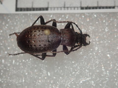 Carabus concolor lepontinus
