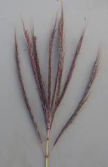Bothriochloa insculpta