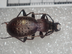Carabus concolor lepontinus