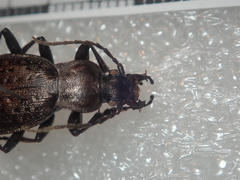 Carabus concolor lepontinus
