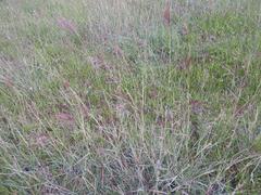 Bothriochloa insculpta