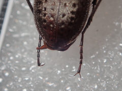 Carabus concolor lepontinus