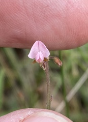 Desmodium varians