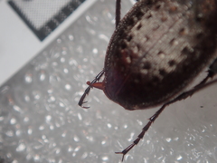 Carabus concolor lepontinus