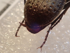 Carabus concolor lepontinus