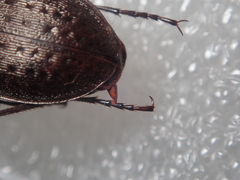 Carabus concolor lepontinus