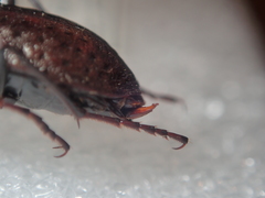 Carabus concolor lepontinus