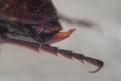 Carabus concolor lepontinus