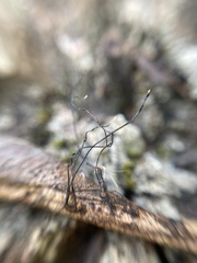Xylaria sicula