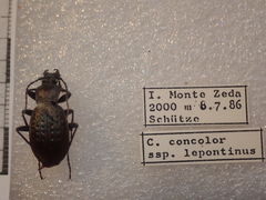Carabus concolor lepontinus