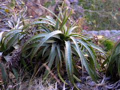Puya densiflora