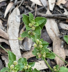 Alternanthera nana