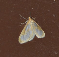 Eubaphe helveta