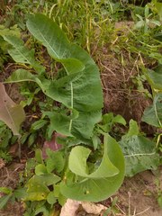 Armoracia sisymbrioides