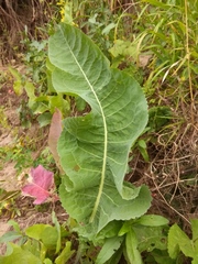 Armoracia sisymbrioides