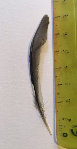 Plume de Pinson du Nord