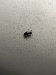 Ochetellus glaber