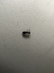 Ochetellus glaber