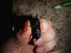 Prosopocoilus torresensis