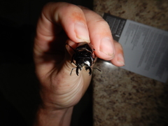 Prosopocoilus torresensis