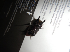 Prosopocoilus torresensis