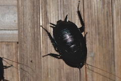 Melanozosteria nitida