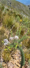 Serruria reflexa