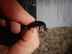 Prosopocoilus torresensis