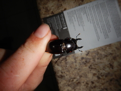 Prosopocoilus torresensis