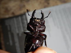 Prosopocoilus torresensis