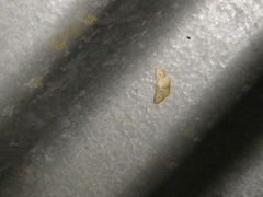 Leptostales terminata