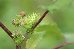 Xanthium strumarium canadense