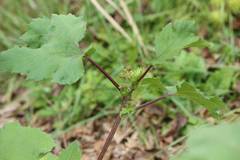 Xanthium strumarium canadense