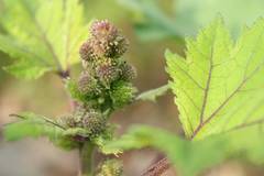 Xanthium strumarium canadense