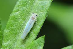Alebroides hachijonis