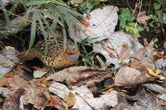 Bambusicola thoracicus