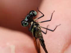 Allocnemis