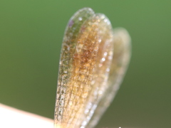 Allocnemis