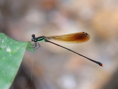 Allocnemis