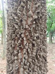 Magnoliopsida