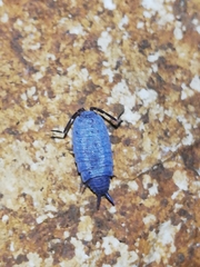 Porcellionides sexfasciatus sexfasciatus