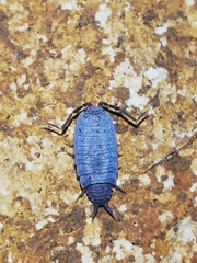 Porcellionides sexfasciatus sexfasciatus