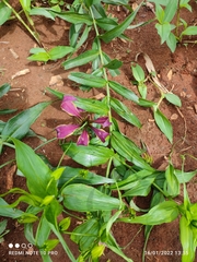 Gloriosa superba