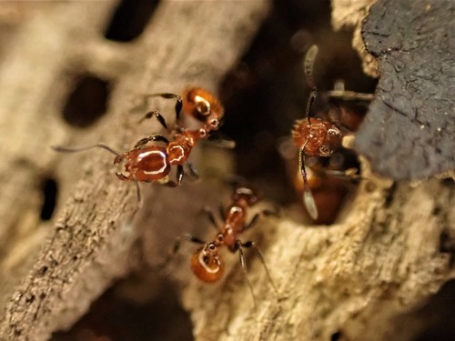 Striated Ant photo 3