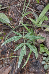 Donnellsmithia guatemalensis