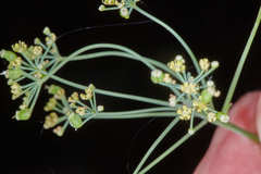 Donnellsmithia guatemalensis