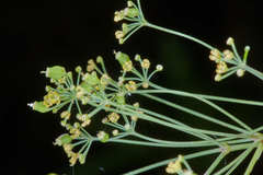 Donnellsmithia guatemalensis