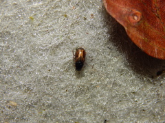 Melinopterus prodromus