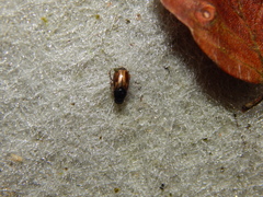 Melinopterus prodromus